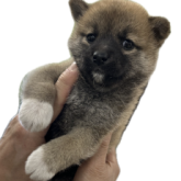 柴犬