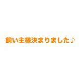 ラグドール