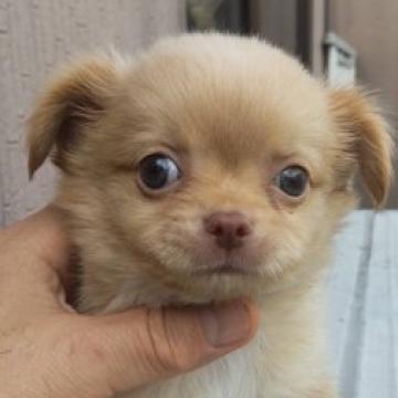 犬 × 関西／近畿 × 子犬の里親募集一覧｜ハグー -みんなのペット里親情報