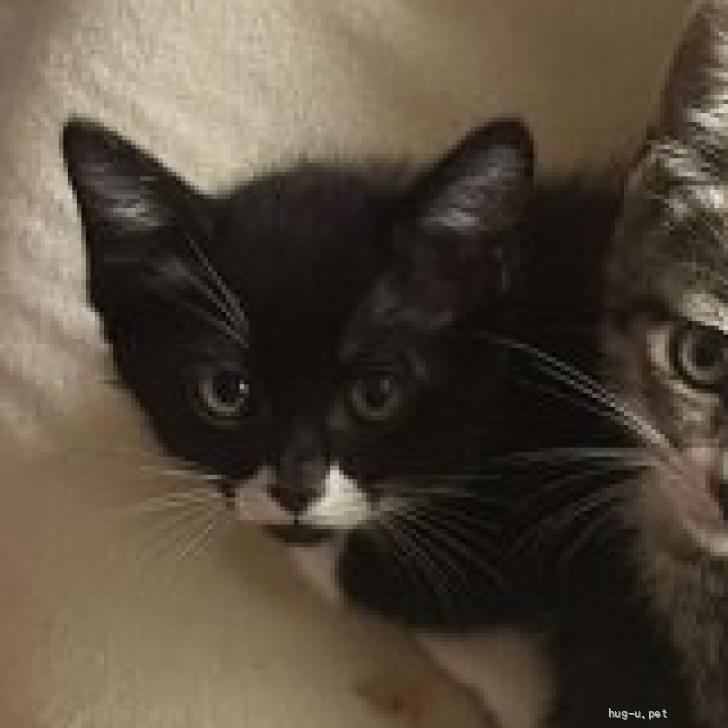 猫の里親募集】香川県・雑種・お鼻の模様が可愛い♡ぷーちゃん（ID