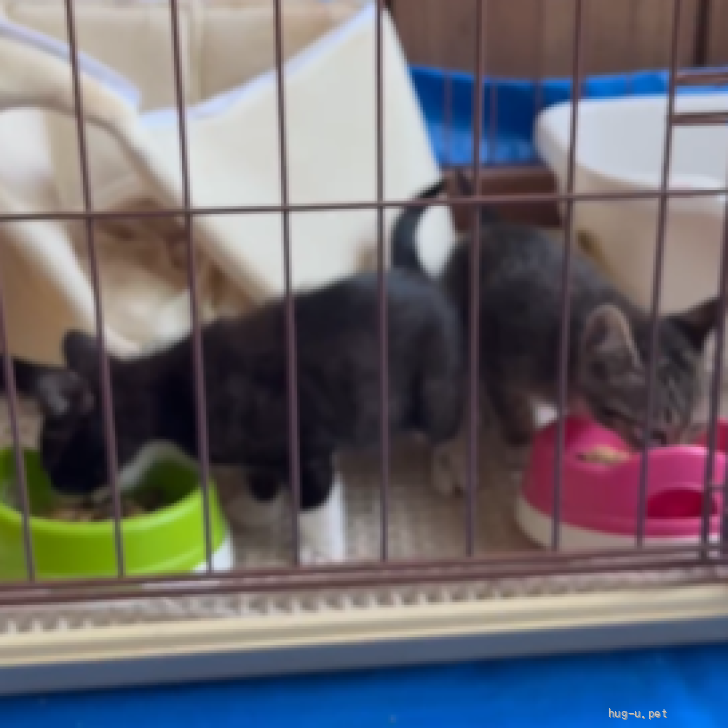 猫の里親募集】香川県・雑種・お鼻の模様が可愛い♡ぷーちゃん（ID