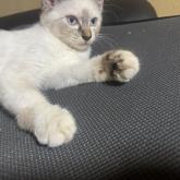 雑種