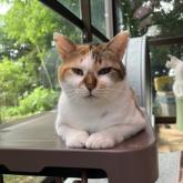 雑種
