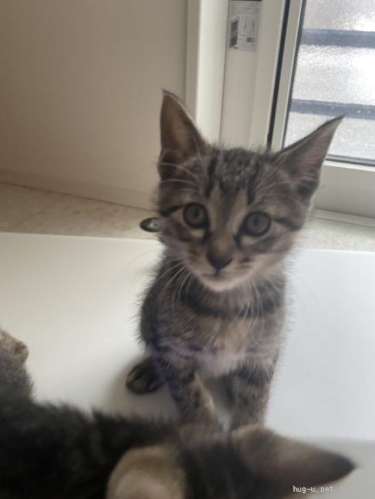 猫の里親募集】千葉県・雑種・肩のりにゃんこ ねえねちゃん（ID:2606