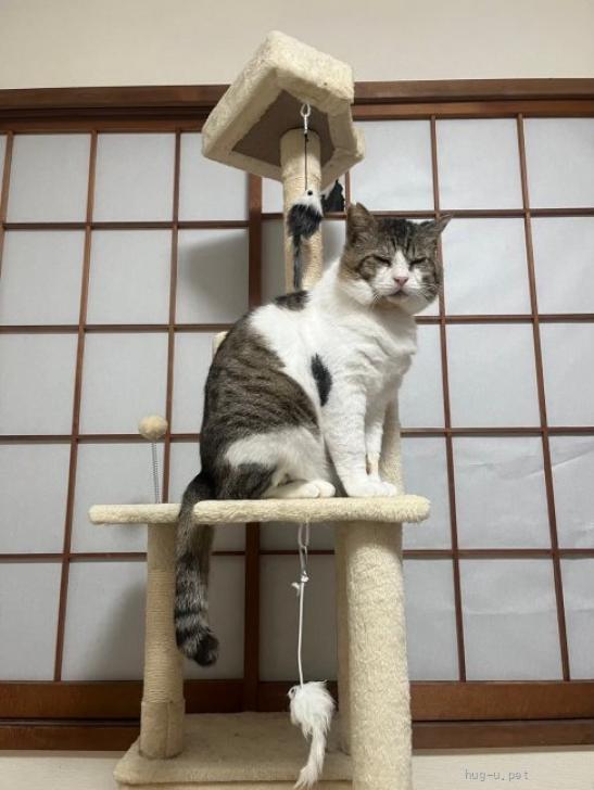 【ボブネコページ】 ついに公開日決定‼『ボブが遺してくれた最高のギフト』原作の映画