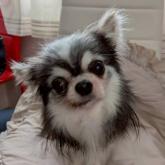 チワワ(ロング)