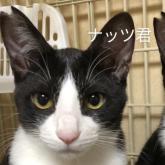 雑種