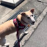 雑種