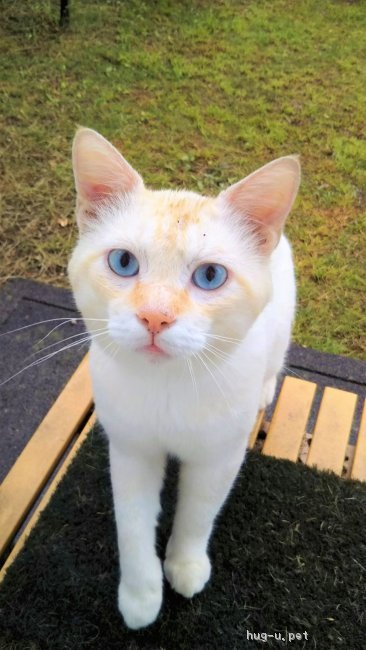 猫の里親募集 宮城県 雑種 青い目がきれいな男の子です ハグー みんなのペット里親情報 Id 1808