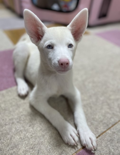 犬の里親募集 東京都 雑種 アルビノのもーもーちゃん Id 28 004 ハグー みんなのペット里親情報