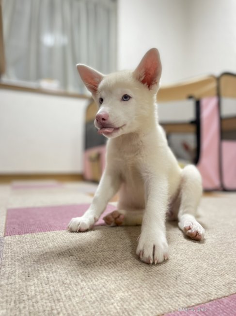 犬の里親募集 東京都 雑種 アルビノのめーめーちゃん Id 28 005 ハグー みんなのペット里親情報