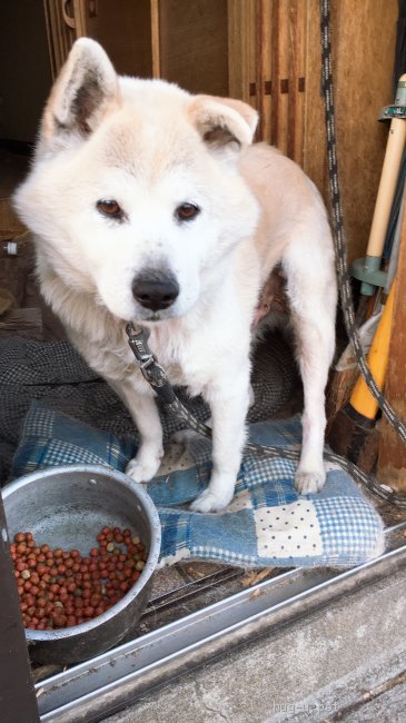 犬の里親募集 秋田県 雑種 老犬のオスです ハグー みんなのペット里親情報 Id 1905