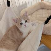 スコティッシュフォールド