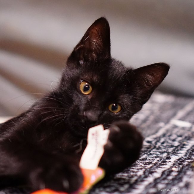 猫の里親募集】愛知県・ねこ・かんわいらしい黒猫の男の子｜ハグー 