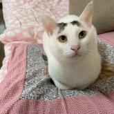 雑種