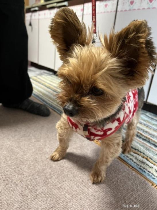 犬の里親募集】広島県・ヨークシャーテリア・ヨーキー11.5歳オス（ID