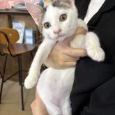 雑種