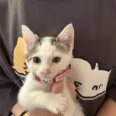 雑種