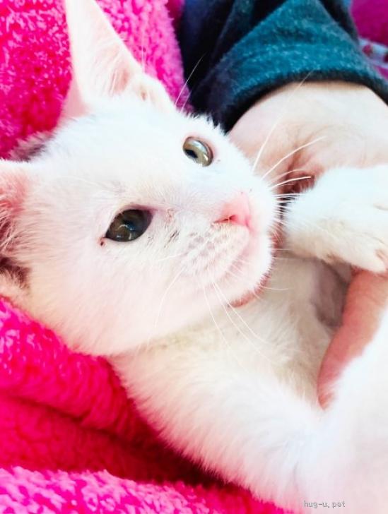 猫の里親募集 福岡県 雑種 可憐な天使フェイス 真っ白おてんば姫 約2ヶ月 Id 2211 ハグー みんなのペット里親情報