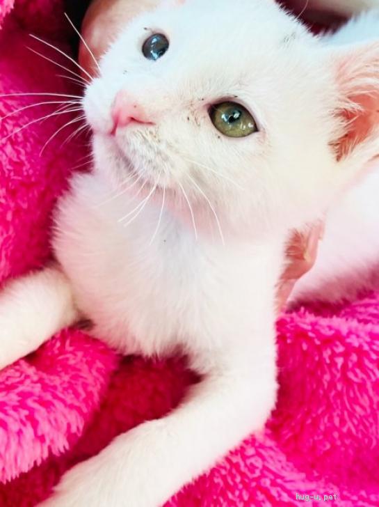 猫の里親募集 福岡県 雑種 可憐な天使フェイス 真っ白おてんば姫 約2ヶ月 Id 2211 ハグー みんなのペット里親情報