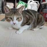 雑種
