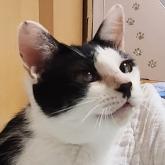 雑種