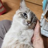 雑種