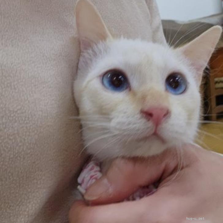 猫の里親募集】宮城県・雑種・大人しい『めめ』（ID:2602-00820