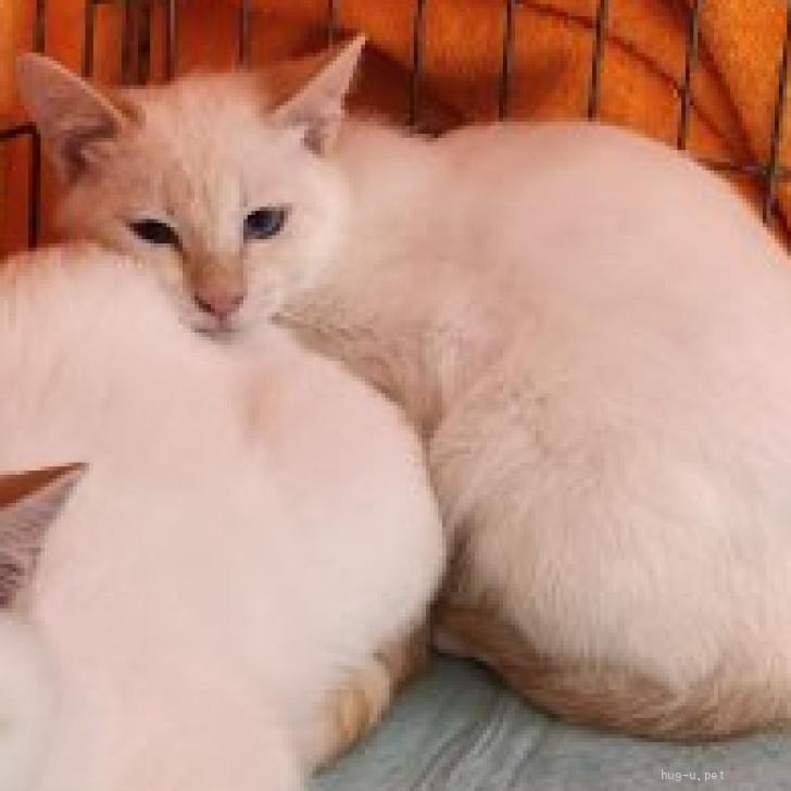 猫の里親募集】宮城県・雑種・大人しい『めめ』（ID:2602-00820