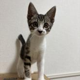 雑種