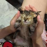 雑種