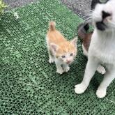 雑種