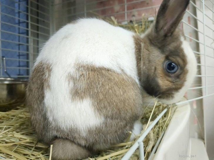 小動物の里親募集】埼玉県・ウサギ・No.279 所沢ブルーアイちゃん（ID:2409-01923）｜ハグー -みんなのペット里親情報