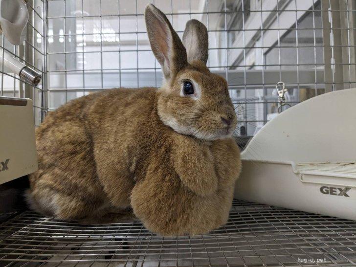 小動物の里親募集】埼玉県・ウサギ・No.147 千葉オレンジマフちゃん