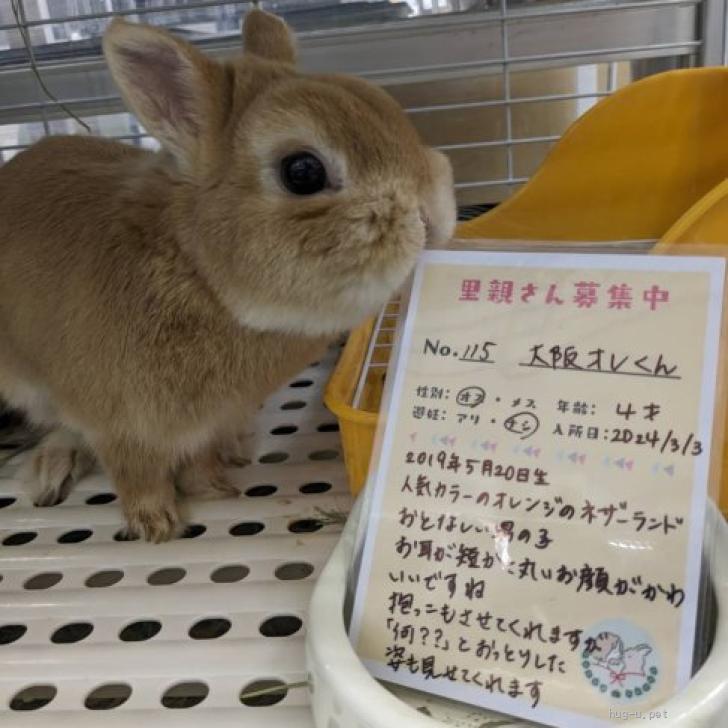 小動物の里親募集】埼玉県・ウサギ・No.115 大阪オレくん（ID:2403