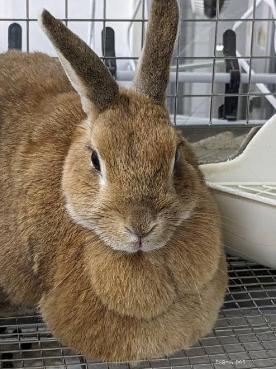 小動物の里親募集】埼玉県・ウサギ・No.147 千葉オレンジマフちゃん