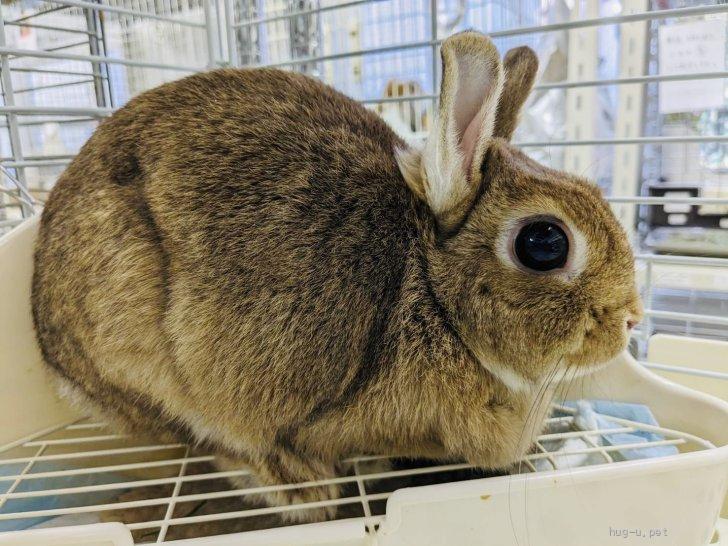 小動物の里親募集】埼玉県・ウサギ・No97川越オレンジチェスナット