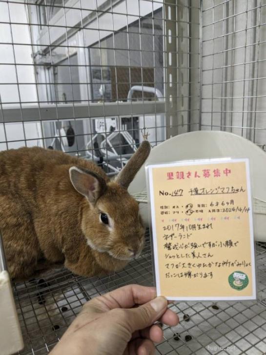 小動物の里親募集】埼玉県・ウサギ・No.147 千葉オレンジマフちゃん