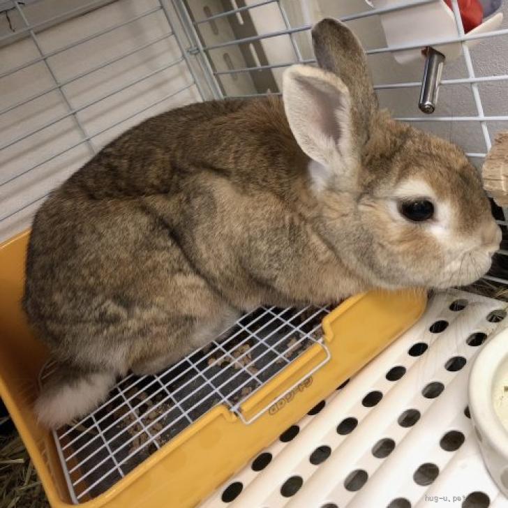 小動物の里親募集】埼玉県・ウサギ・No.40 入間オレンジチェスナット
