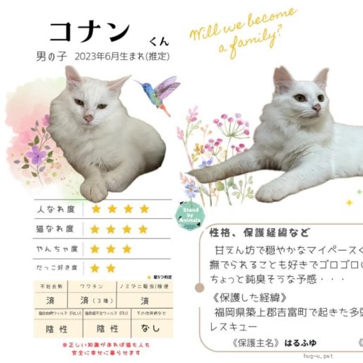 猫の里親募集】福岡県・雑種・甘えん坊で穏やかなイケメン白猫くん