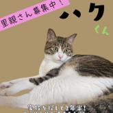 雑種