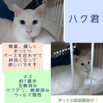 猫 × 白猫の里親募集一覧｜ハグー -みんなのペット里親情報