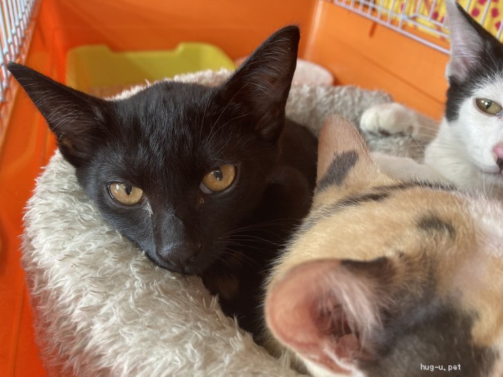 猫の里親募集 三重県 雑種 とても穏やかな優しい女の子 Id 28 ハグー みんなのペット里親情報