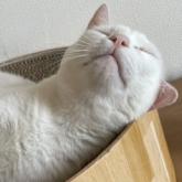 雑種