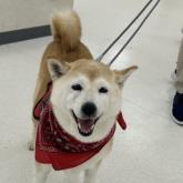 柴犬