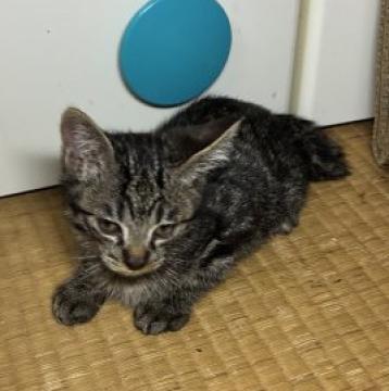 猫の里親募集一覧｜ハグー -みんなのペット里親情報