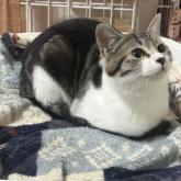 雑種