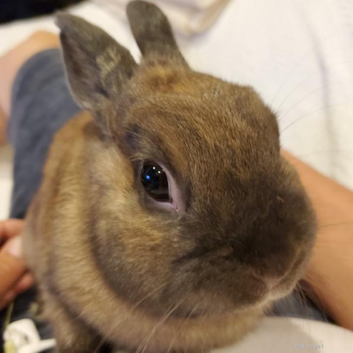 小動物の里親募集】神奈川県・ウサギ・ちょっと大人なきなこ（ID:2605