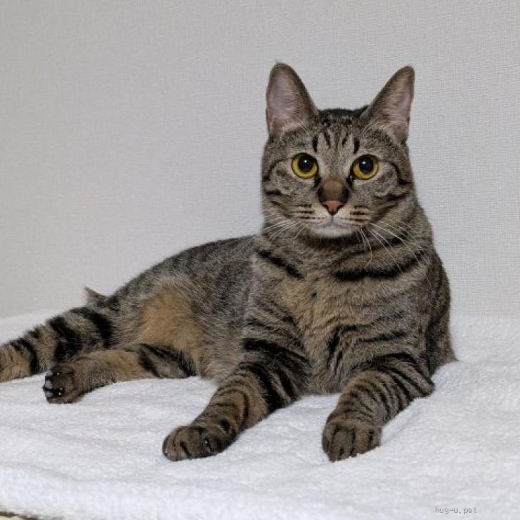 猫の里親募集】京都府・雑種・とても人懐っこい穏やかな女の子です