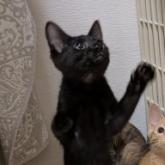 雑種